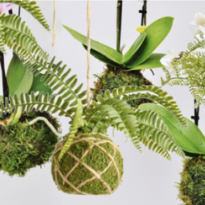 Kokedama a Villanuova
