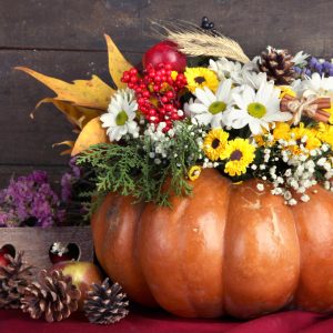 Zucca in fiore